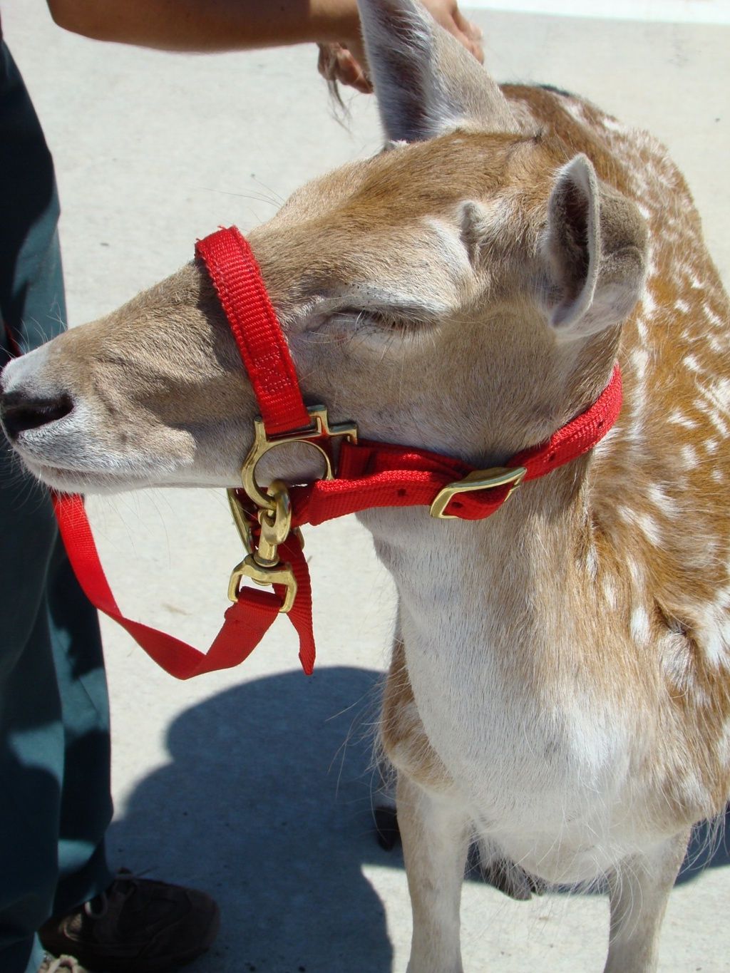 Zoo Animals Face Old Age and Illness: Gallery | Live Science