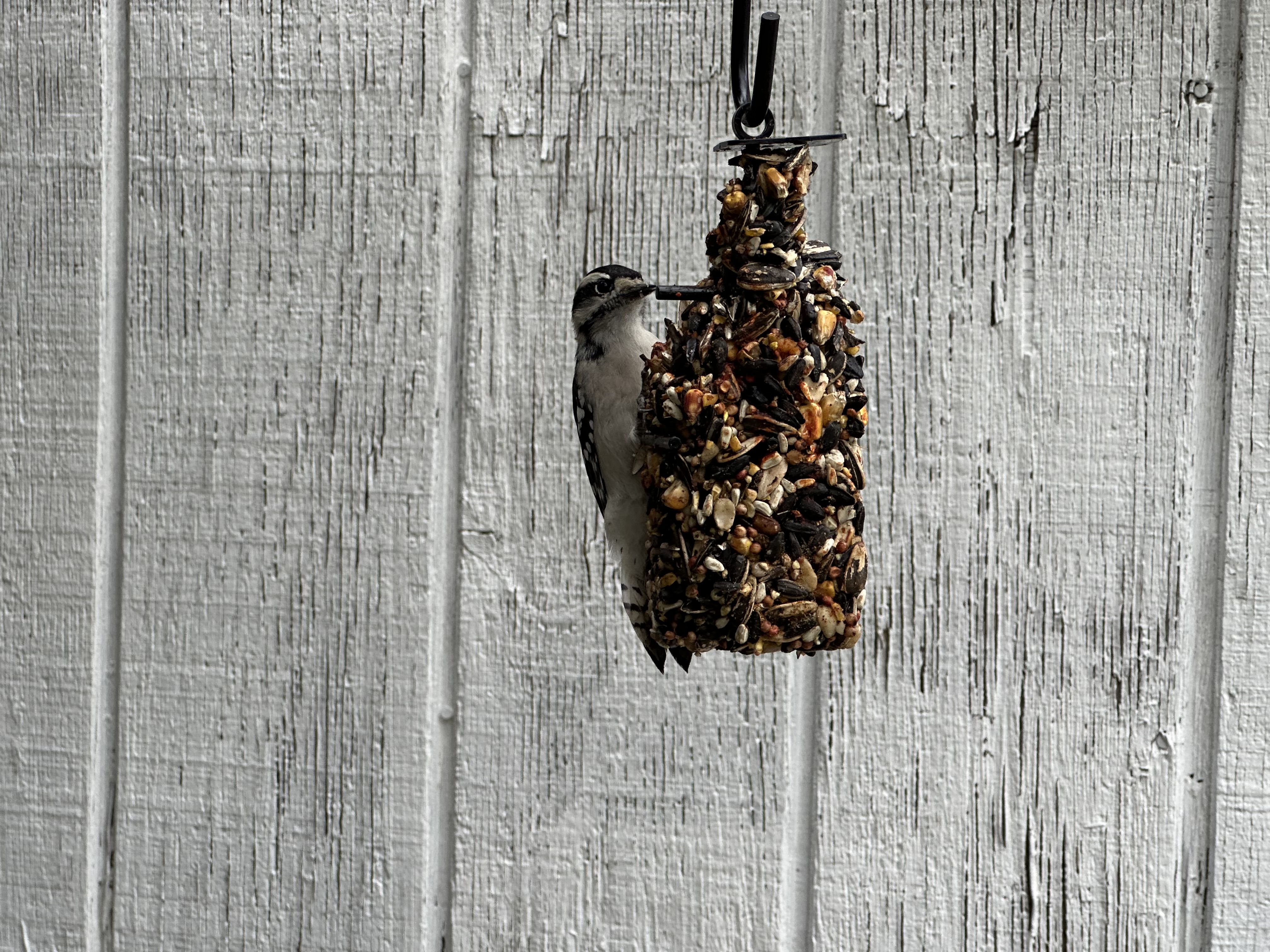 Apple iPhone 14 Pro 3x zoom of woodpecker