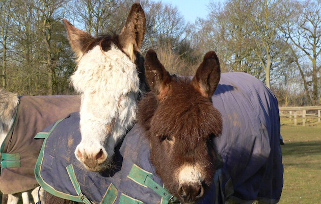 spindles farm