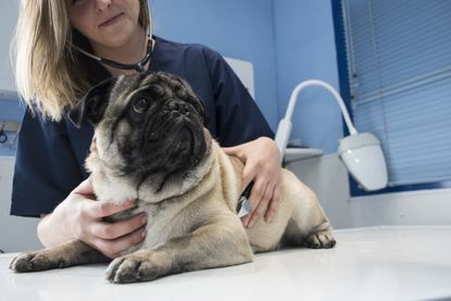 Veterinarian checking a dog with stethoscope in a veterinary clinic