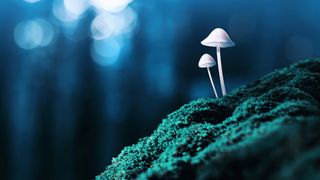 two small white mushrooms on a mossy hill with a blurry dark blue background dotted with white lights