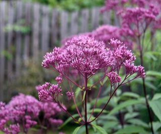 Eutrochium purpureum Joe Pye Weed