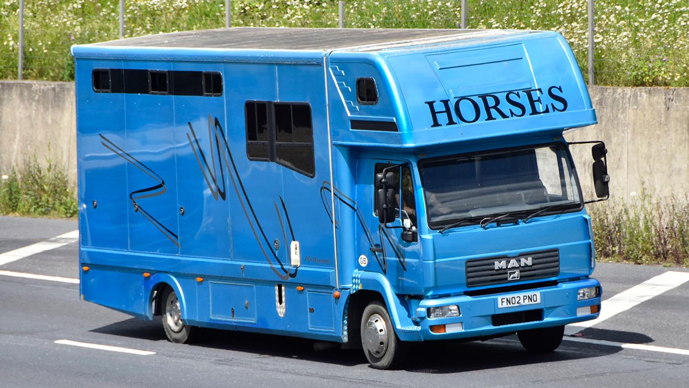 Side &amp;amp; front view blue Man animal transport lorry truck and driver in cab of horse box driving along English motorway large Horses sign Essex England