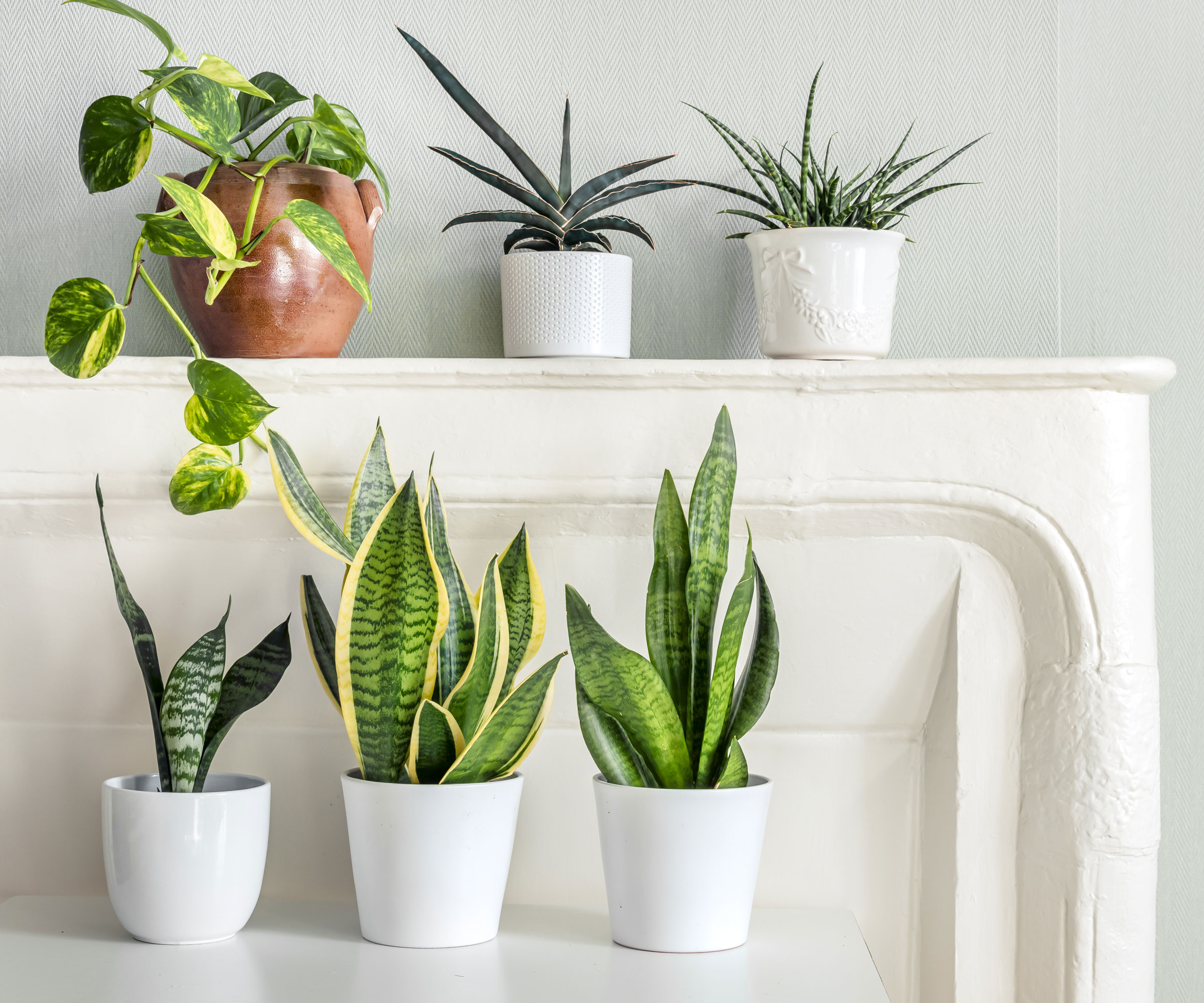 snake plants in white pots with other houseplants in white room with white mantel