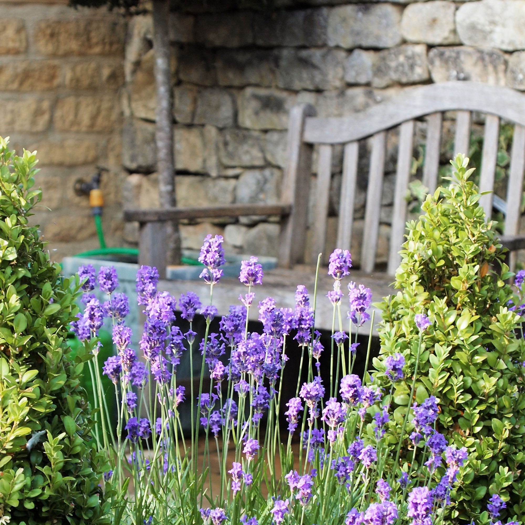 lavender in garden next to bench