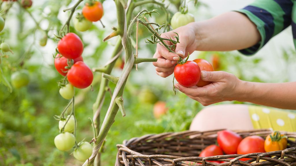 How To Make Tomato Plants Grow Faster: 7 Tips For An Early Bounty ...