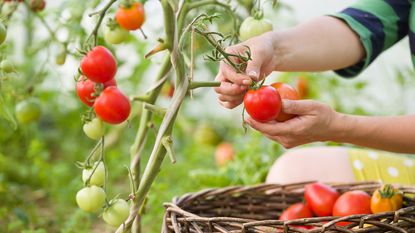 Picking ripe tomatoes from vine