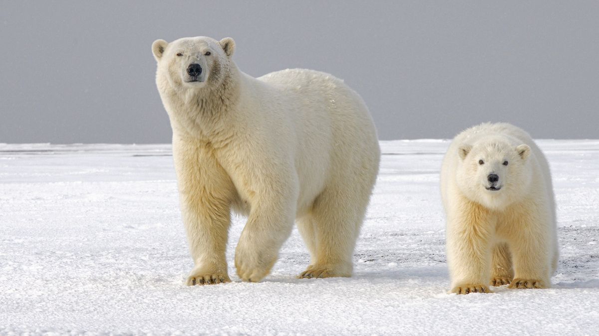 Two polar bears on the ice