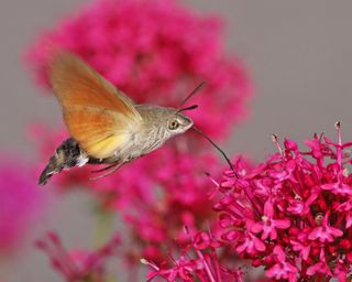 Valerian plant with moth