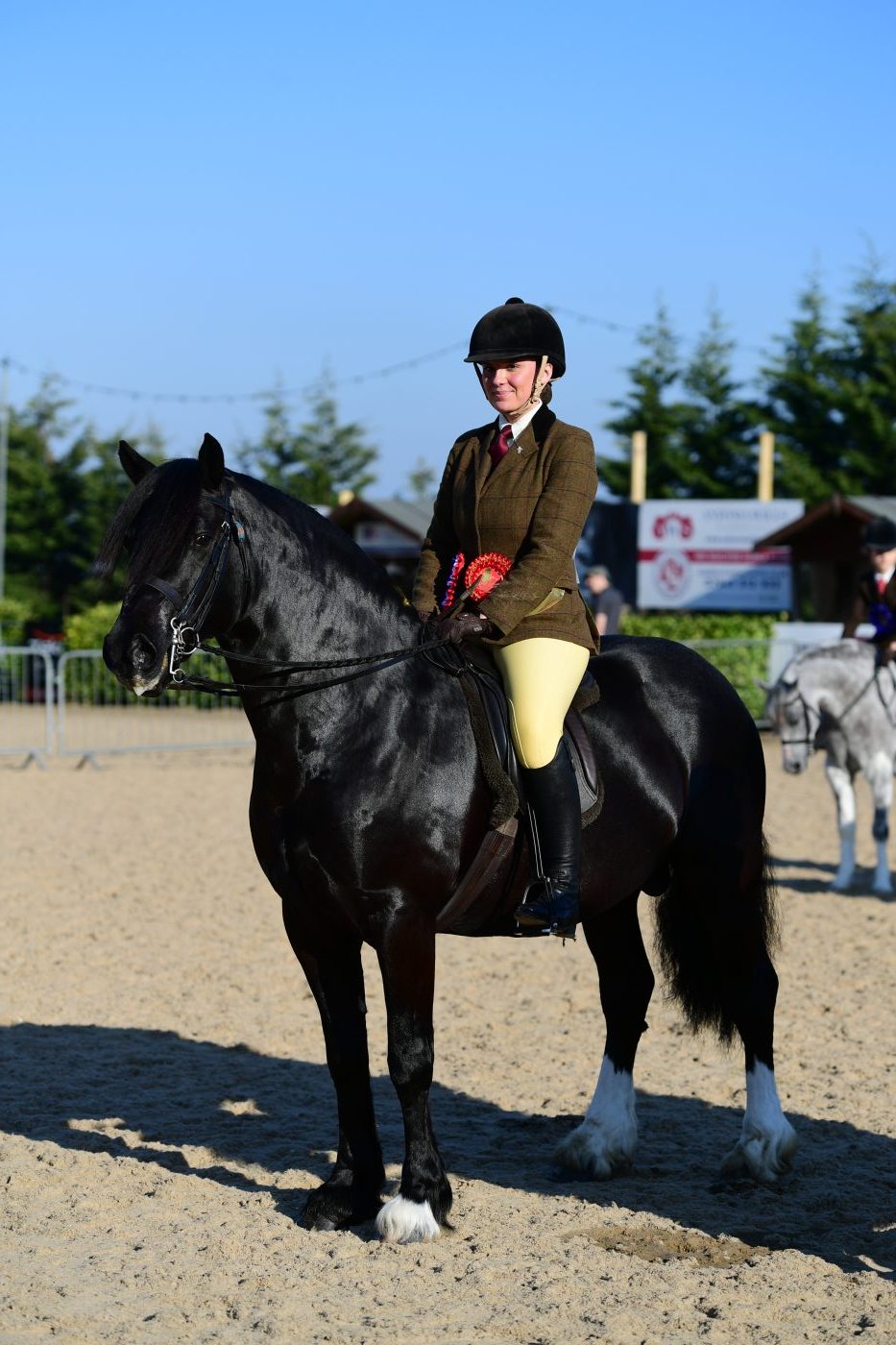 HorseNo175_Showing_PN19_2600_272076451_465343851-e1551346125916.jpg