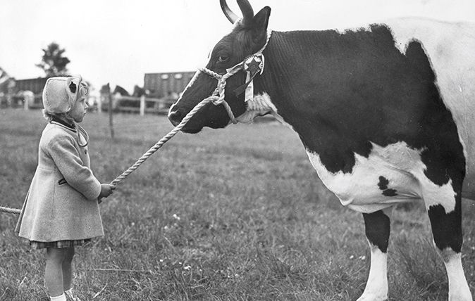 Christine Presland, aged 3, with the Supreme Champion of the Hertfordshire Great Show in Letchworth. &#039;Hillhead Constance&#039;, an Ayrshire cow exhibited by AM Hunter &amp;amp; Sons.