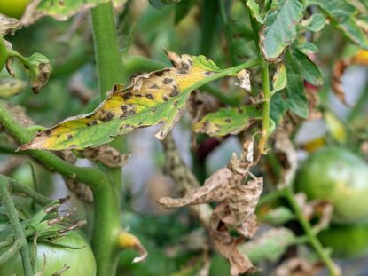 Damaged Spotted Dead Leaves From Southern Blight Disease