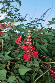 Coral Bean Plant