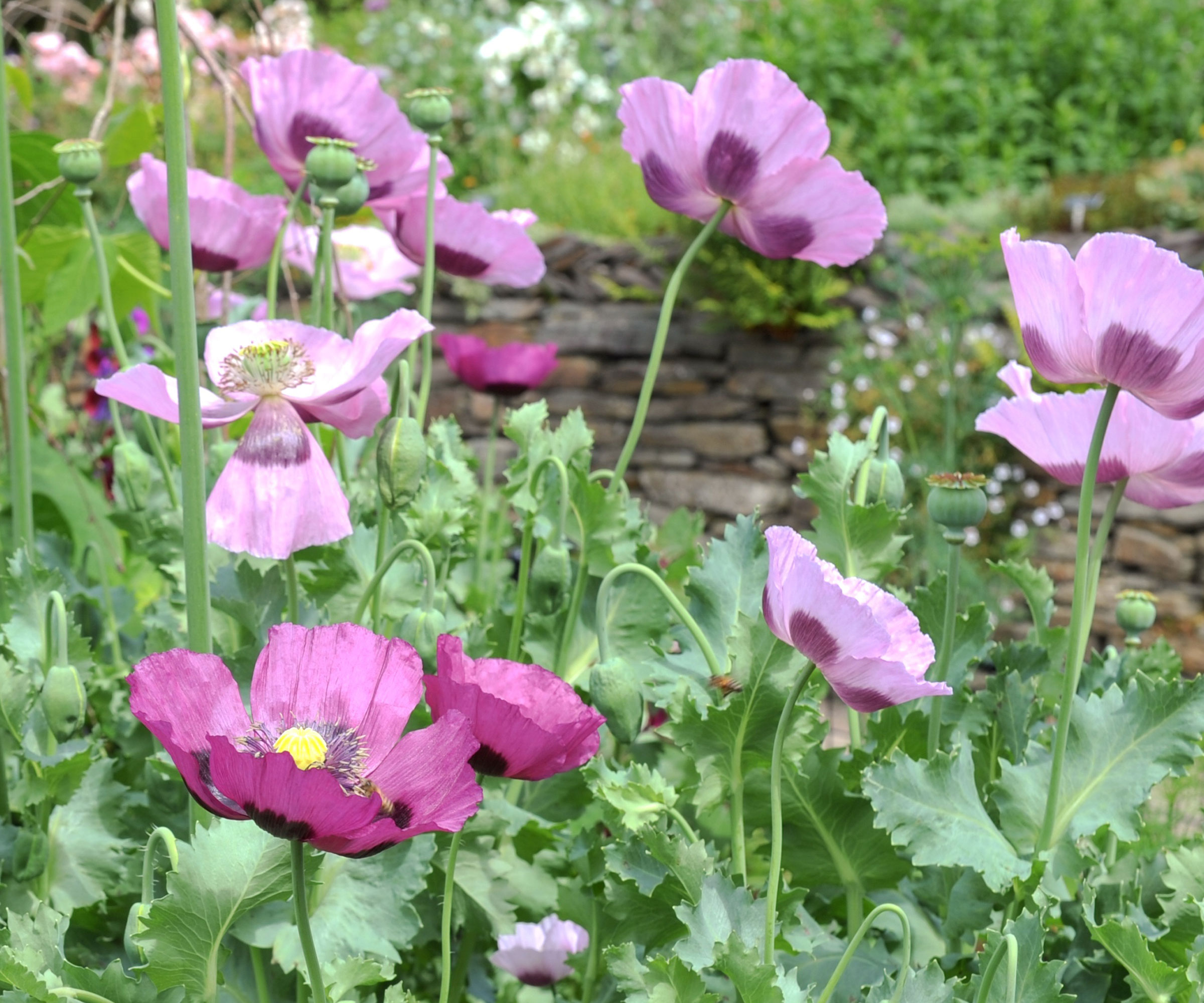 purple and pink poppies growing in back yard