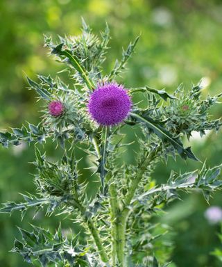 milk thistle flower