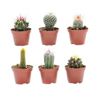 Assorted 2-Inch Cactus Plants set of six