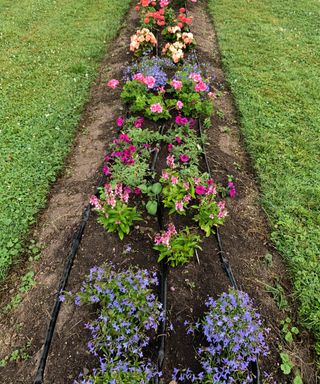 A flower bed with pink and purple flowers and three soaker hoses running through it, with a green lawn either side