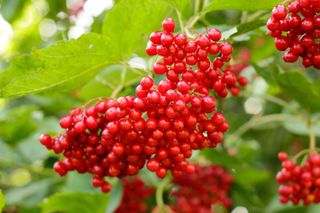 how to grow viburnum: Viburnum opulus ‘Notcutt's Variety’