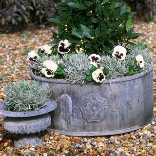 front garden with gravel patio potted plant and white flower