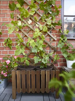 planter and trellis with a climbing rose