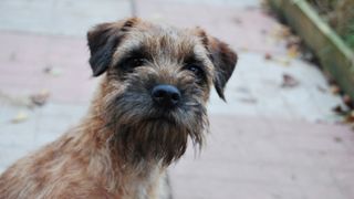 Border Terrier