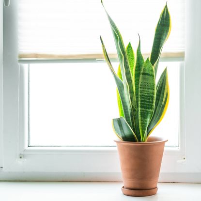 Snake plant in terracotta pot sits in bright window