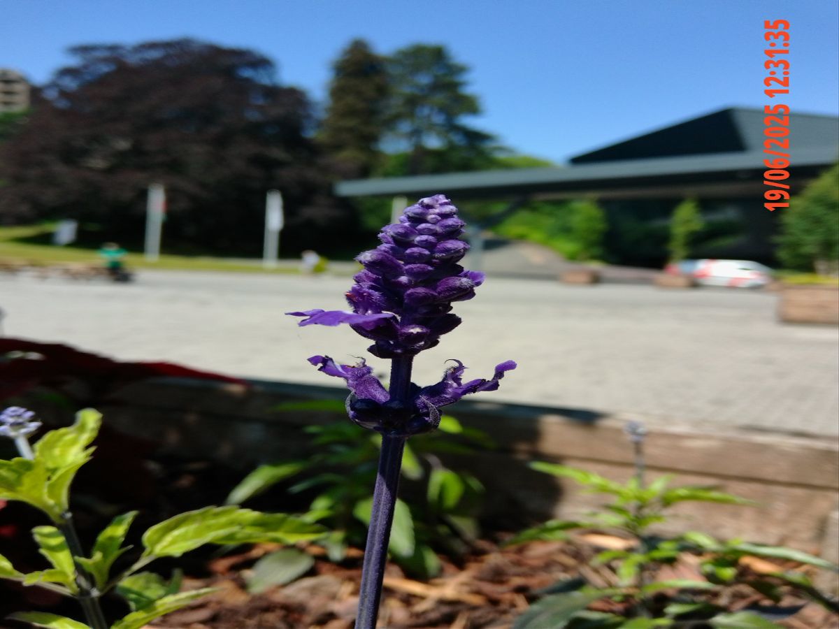 Kodak Pixpro C1