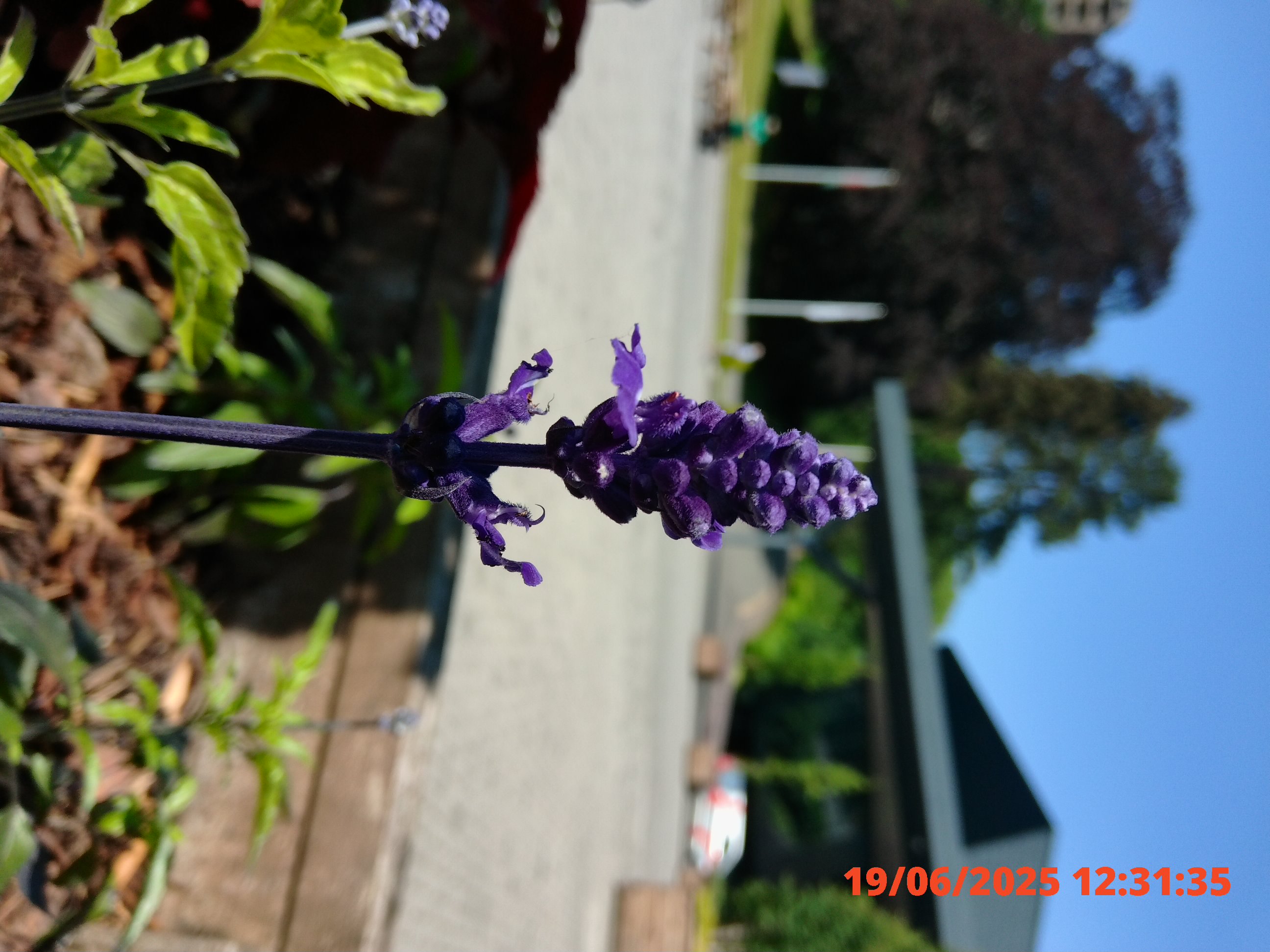 Kodak Pixpro C1