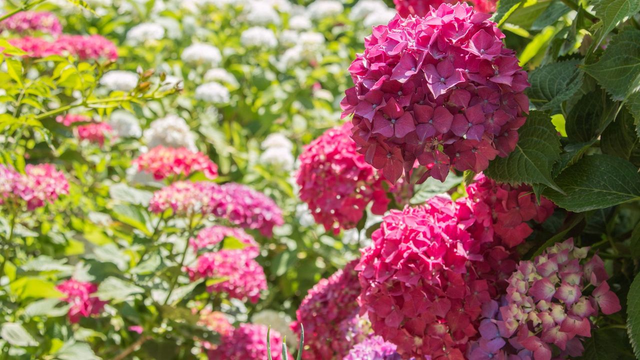 picture of pink hydrangeas in garden to support an expert guide on when to plant hydrangeas