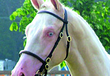 cremello.jpg