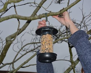 Hanging bird feeder in a tree