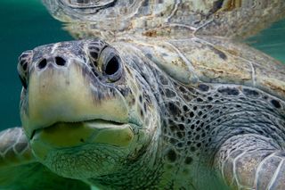 Loggerhead turtle swimming
