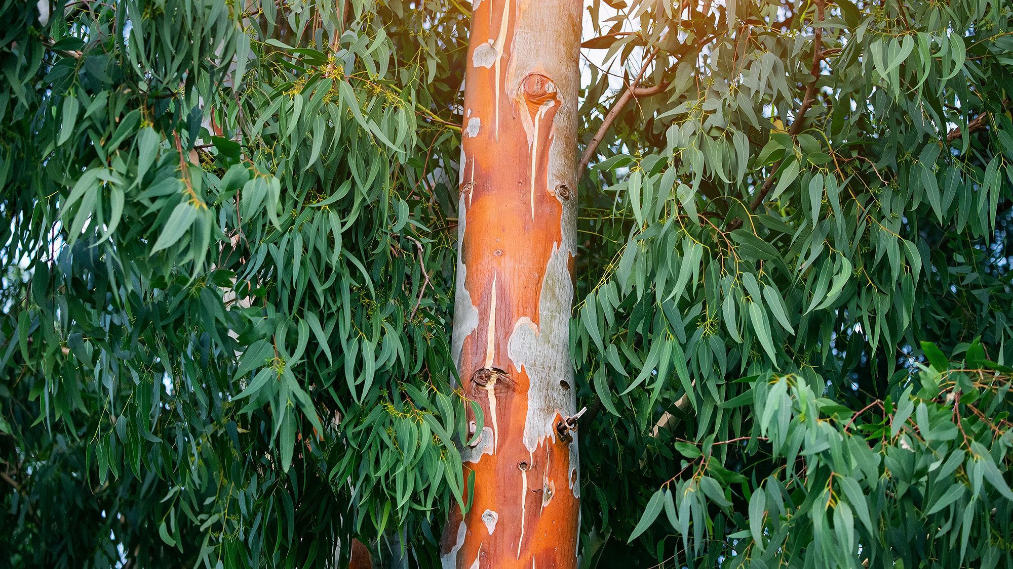 Eucalyptus bark on tree