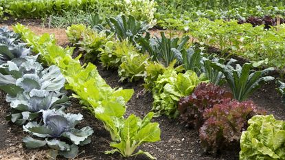 Vegetable garden filled with crops