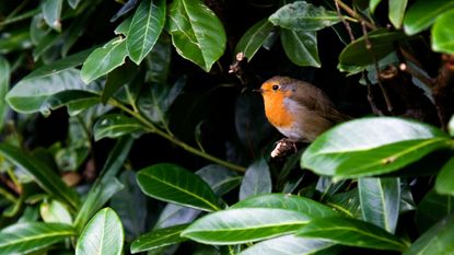 A robin sitting in a laurel hedge