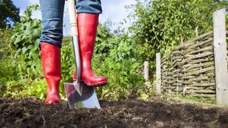 Gardener with bright red wellies stepping on a shovel in a patch of freshly laid soil