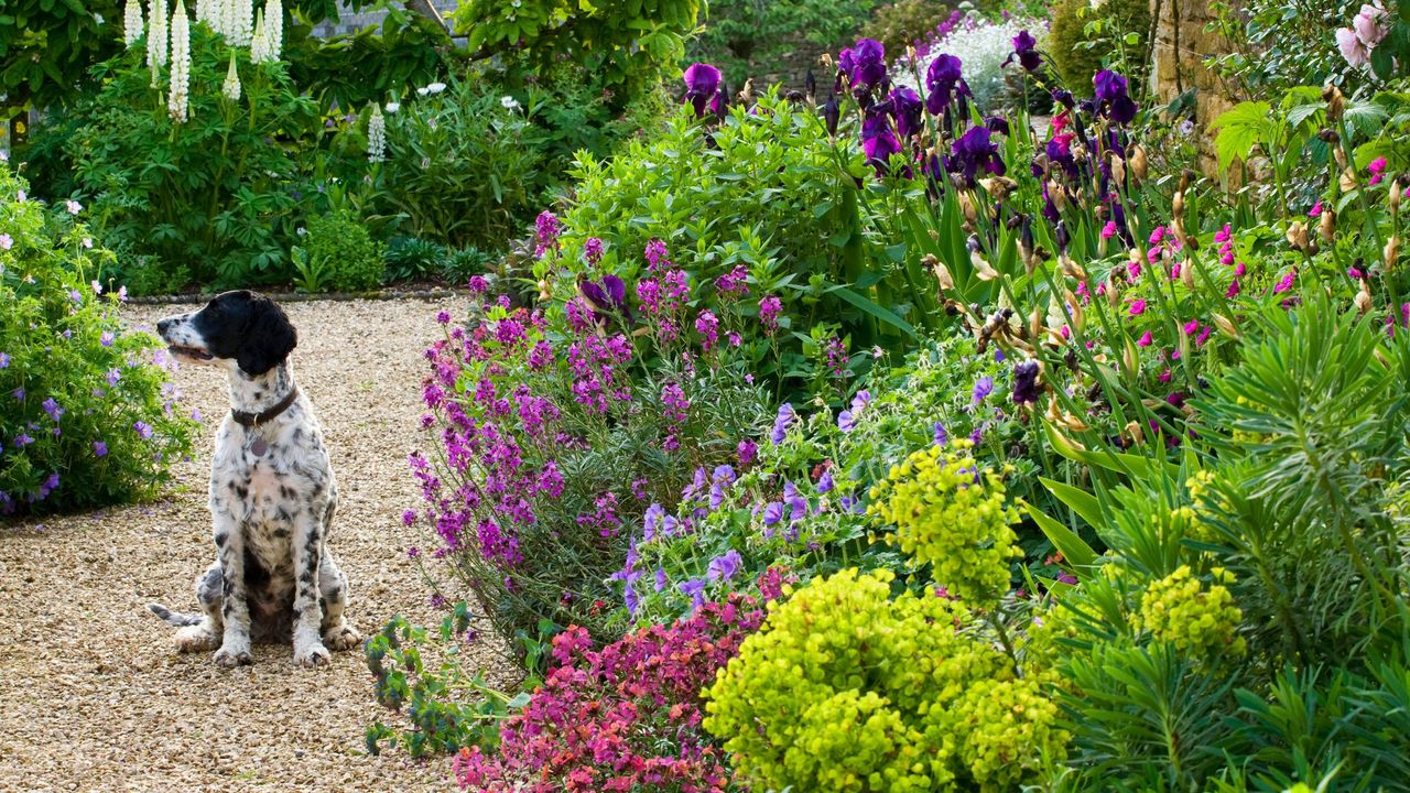 Wallflowers in a garden border