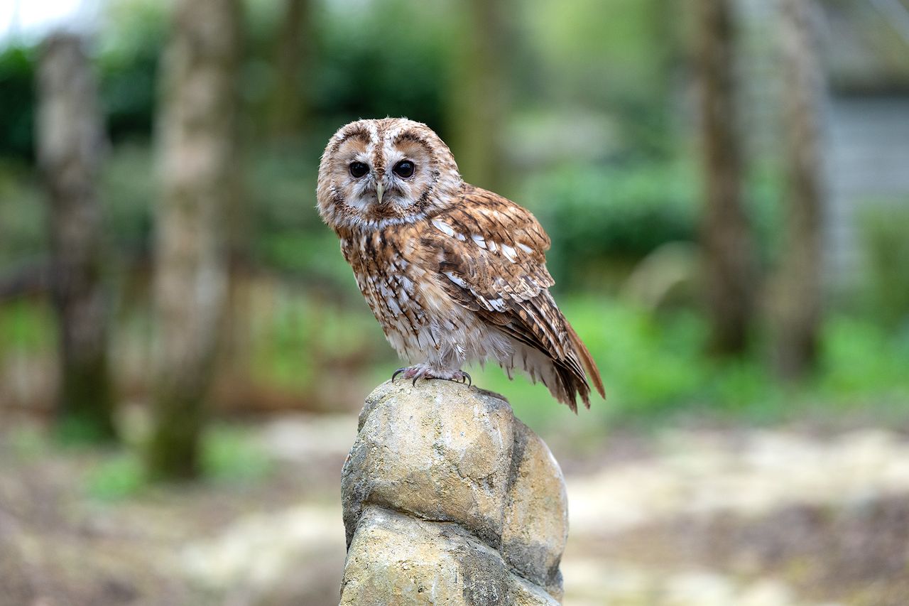 Tawny owl portrait sat on rock