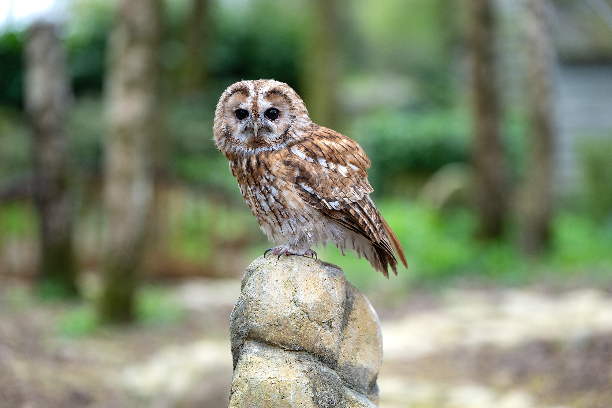 Tawny owl portrait sat on rock