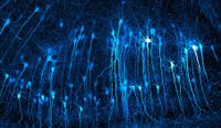 Dozens of glowing blue neurons against a black background, their teardrop-shaped cell bodies trailing long, thread-like branches that run vertically through the frame like a forest of tangled trees.
