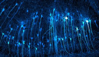 Dozens of glowing blue neurons against a black background, their teardrop-shaped cell bodies trailing long, thread-like branches that run vertically through the frame like a forest of tangled trees.