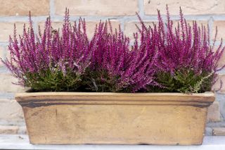 Blooming heather plant in a clay pot