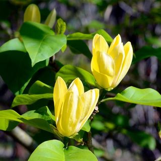 Yellow Bird Magnolia Tree Live Plant in 2.5