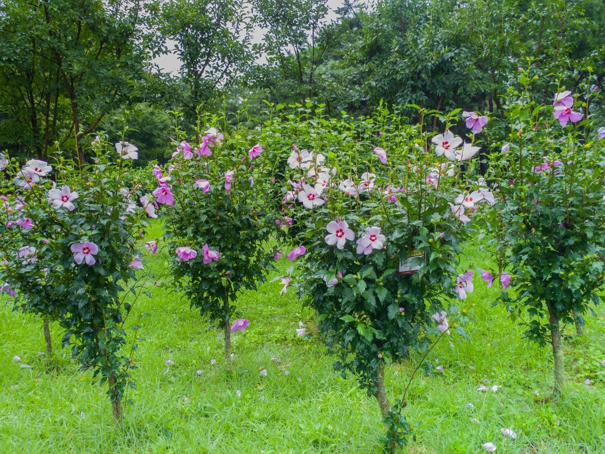 Rose of Sharon - Ultimate Growing & Care Guide