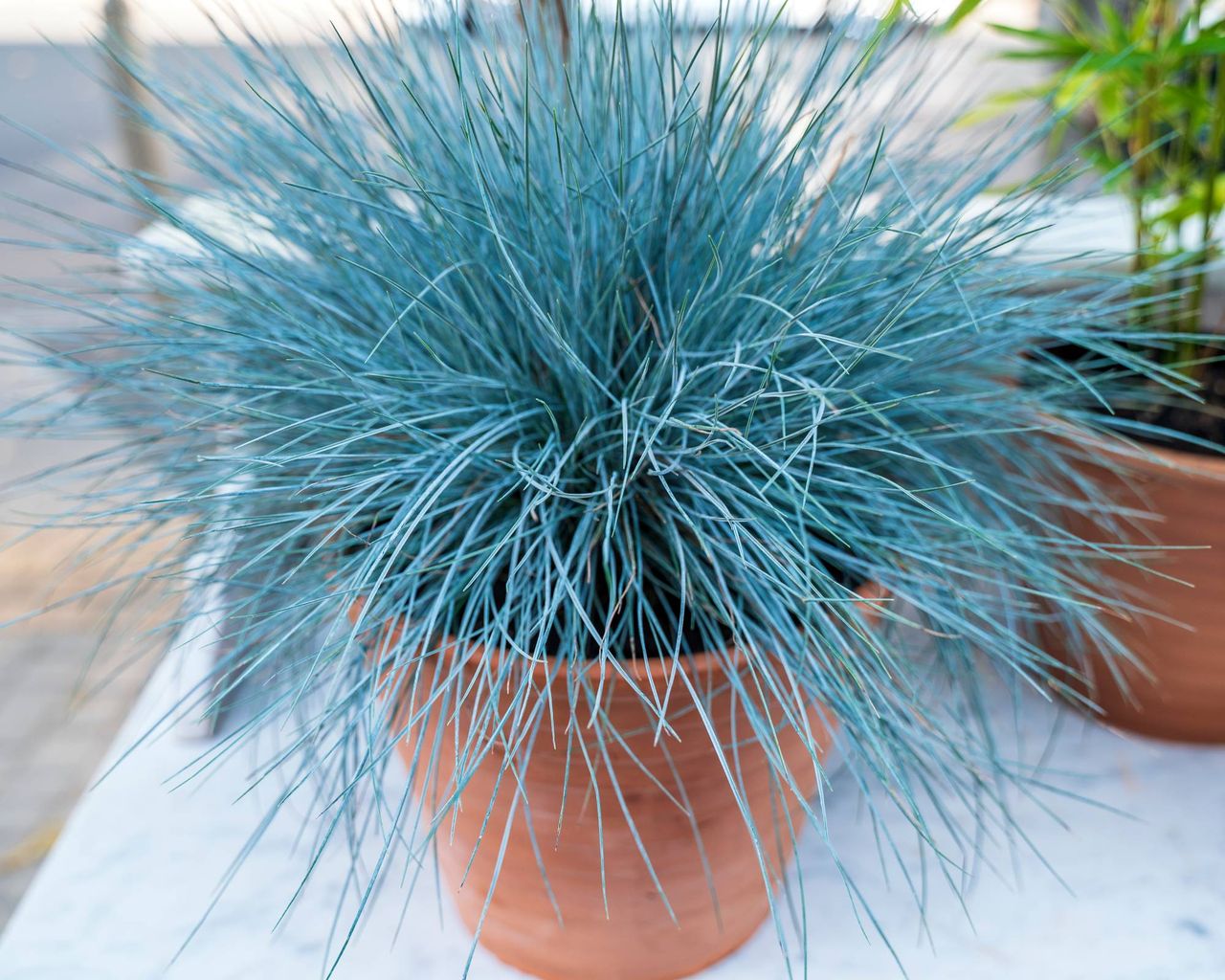 Blue fescue grass in pot
