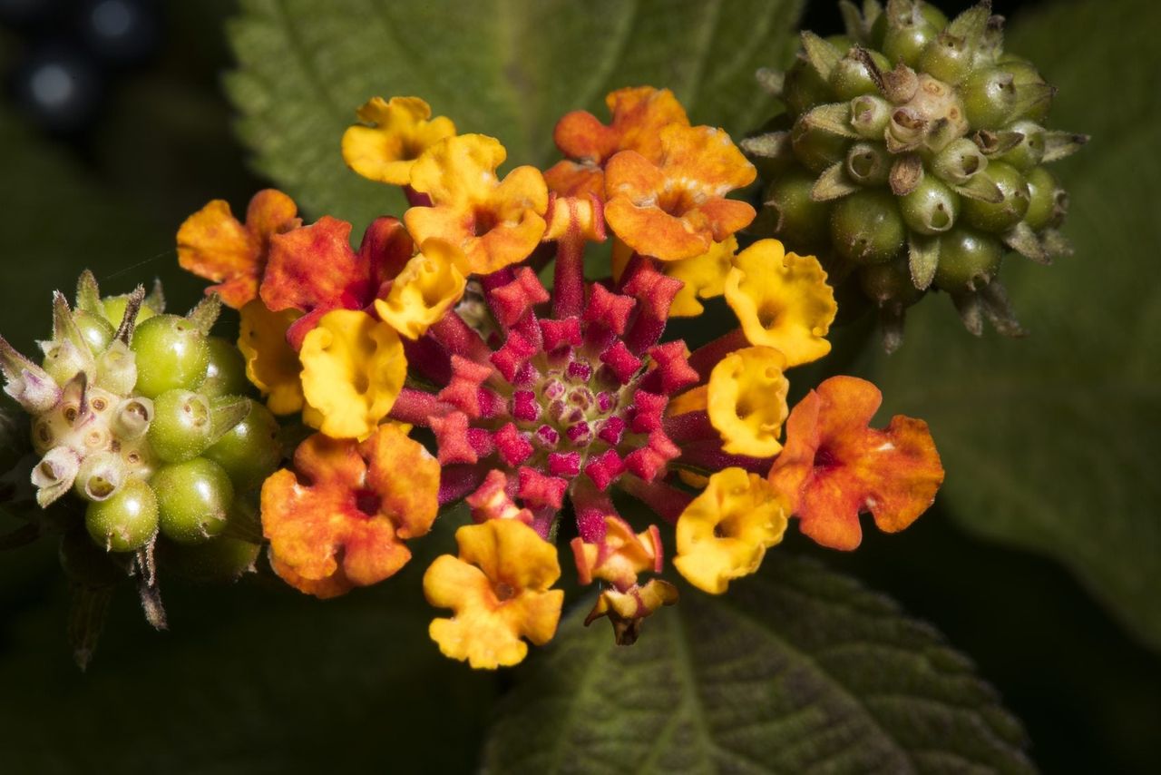 Spent Blooms On Lantana Plants