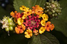 Spent Blooms On Lantana Plants