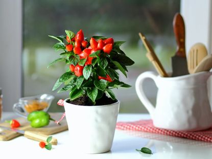 A small potted ornamental pepper plant