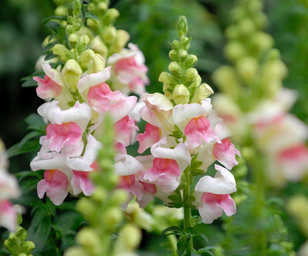 How to prune snapdragons: experts provide their top tips