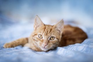 Beautiful young Orange tabby cat lying on a light blue bedspread